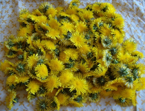 Vin de pissenlit maison en préparation 2026 03 23 (1).JPG