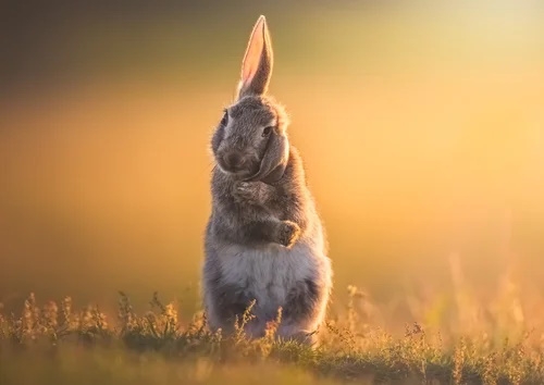 Gaston Galvan The Shy Rabbit.jpg