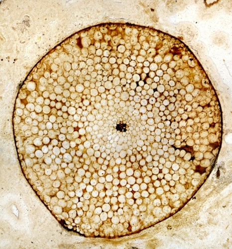 Coupe transversale d'une tige de Rhynia  végétal fossile du Devonienjpg.jpg