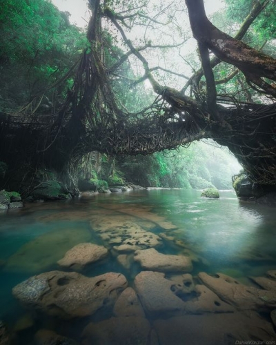 Daniel Kordan Pont de racines vivantes à Meghalaya, Inde par les habitants depuis 1840_n.jpg