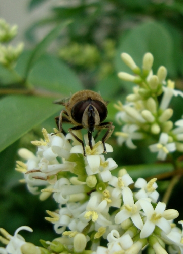 Eristale gluante  Eristalis tenax 2026 06 5.JPG