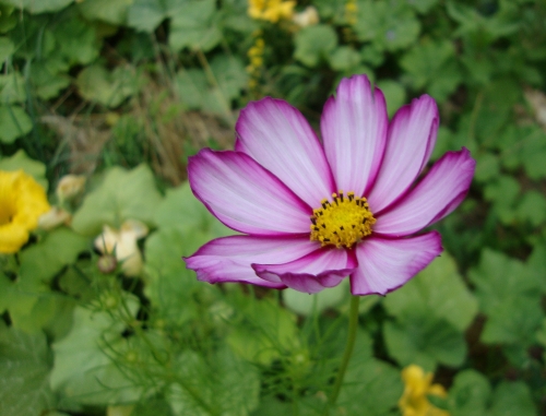 DSC07326.JPG