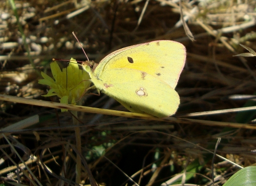 Souci Colias crocea 2027 07 5.jpg