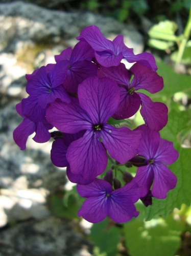 Monnaie du pape Lunaria 2026 04 6.JPG