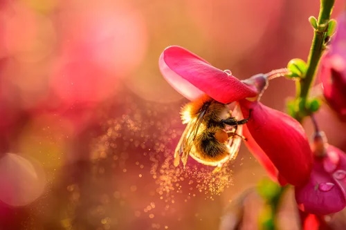 Alison Bell A Kind of Magic.jpg