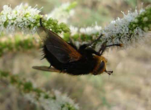 Echinomyie grosse Tachinaire corpulente Tachina grossa 2025 08 19 (1).JPG