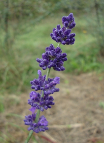 2026 10 20 lavande toujours en fleurs.JPG