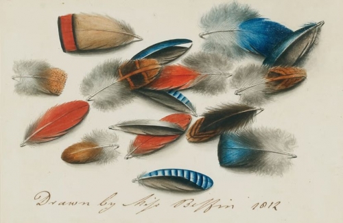 Sarah Biffin études de plumes 1812n.jpg