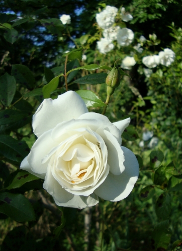 DSC06701.JPG
