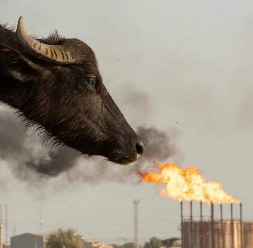hussein faleh Water buffalo in front of the Nahr Bin Omar oil field .jpg