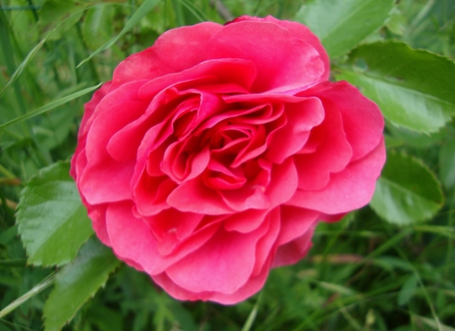 DSC06436.JPG