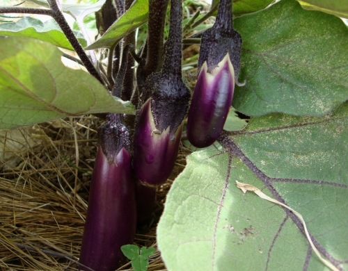 Aubergines Slim Jim (3).JPG