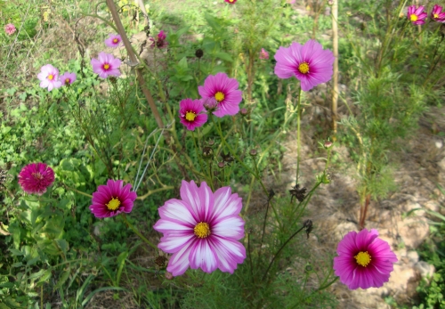 DSC07635.JPG