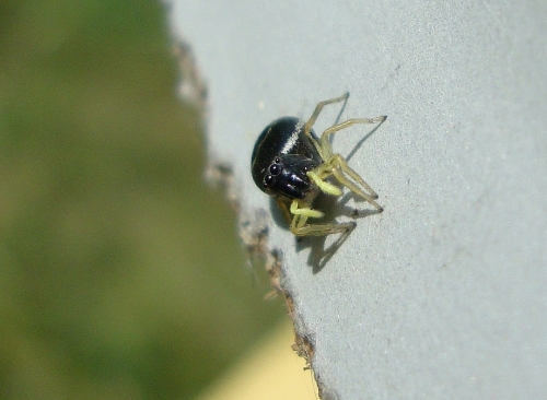 Saltique cuivrée Heliophanus cupreus 2026 05 2 (3).JPG
