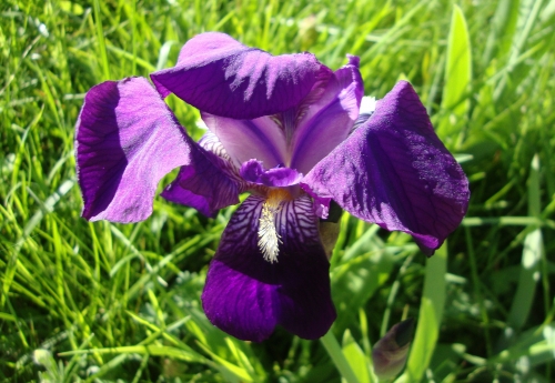Iris 2026 04 9.JPG