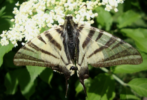 Flambé, Iphiclides podalirius 2026 05 3.JPG