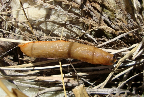 DSC09905.JPG