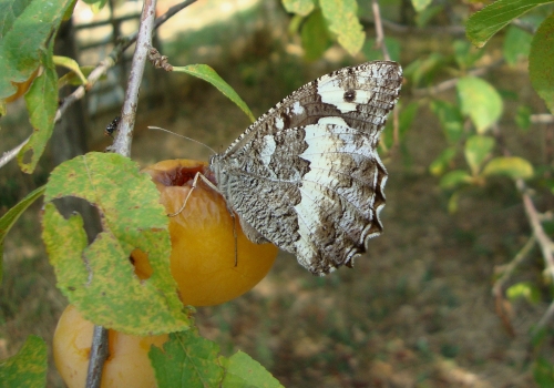 DSC07438.JPG