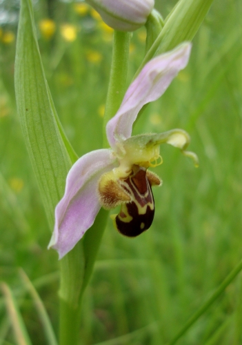 Ophrys abeille.JPG