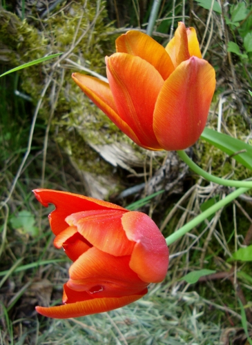 2026 04 10 deux petites flammes.JPG