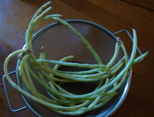 Doliques asperges (Haricots kilomètres).JPG