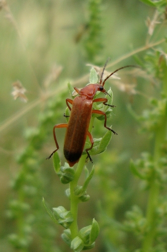 Téléphores fauves Rhagonycha fulva 2026 06 4 (2).JPG