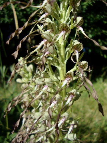 Orchis bouc.JPG
