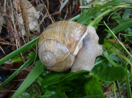Escargot de Bourgogne - Helix pomatia 2026 10 6 (1).JPG