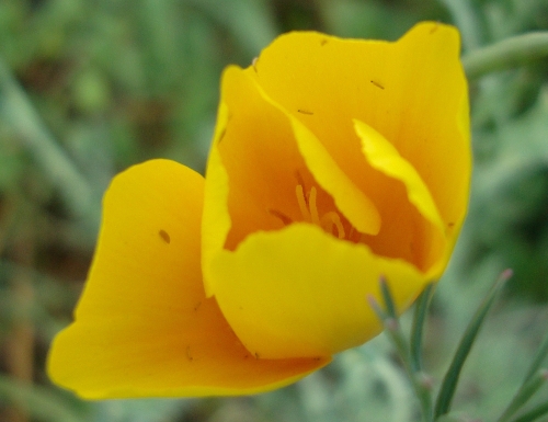 2026 08 15 Escholtzia.JPG