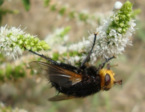 Echinomyie grosse Tachinaire corpulente Tachina grossa 2025 08 19 (2).JPG