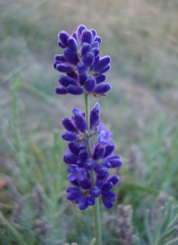 DSC00215.JPG