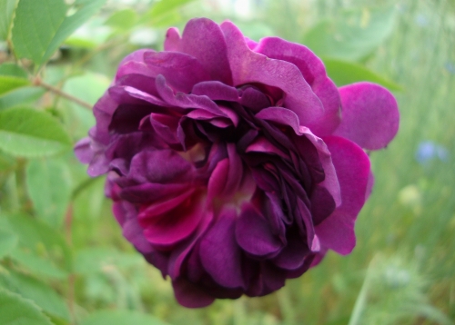 DSC08828.JPG