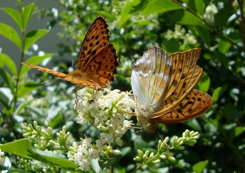 Tabac d'Espagne Argynnis paphia 2026 06 8 (2).JPG