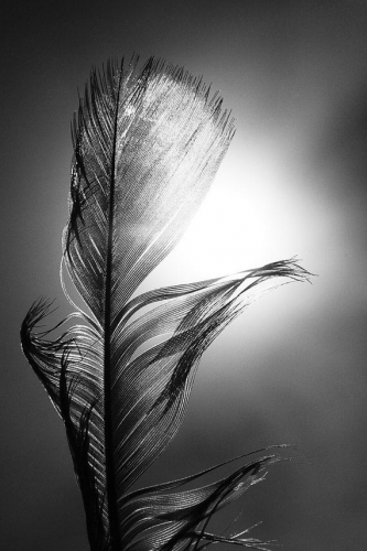 feather-photography-scenery-photography.jpg