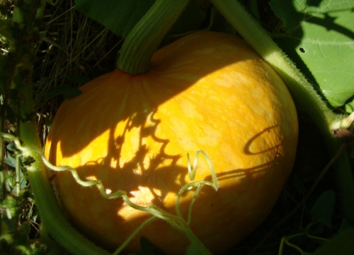 DSC00338.JPG
