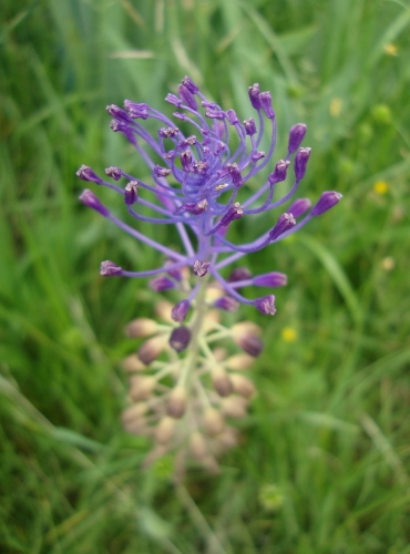 Muscari à toupet 2026 05 3.JPG
