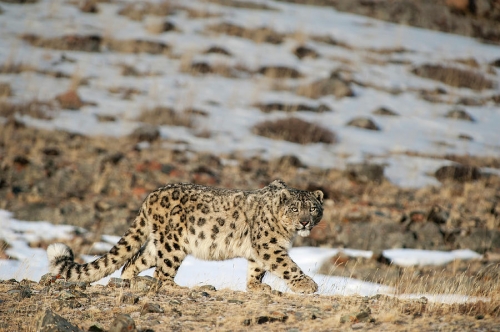 Valeriy Maleev snow-leopard-altai-mountains-mongolia.jpg
