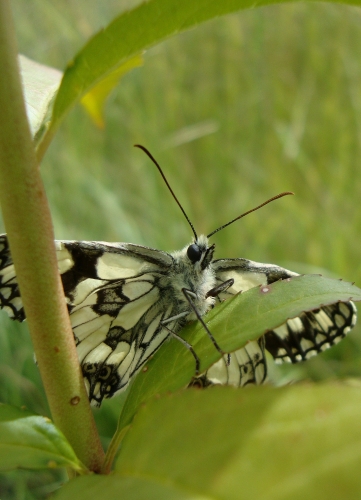 DSC09450.JPG