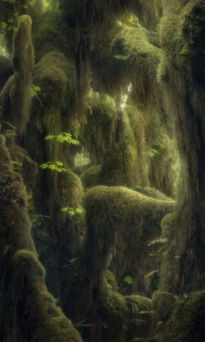 Blake Randal Hoh Rainforest, Washington, USA l2019-8.jpg