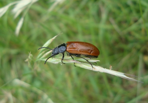 Omophlus orangé Omophlus lepturoides 2026 05 3 (2).JPG