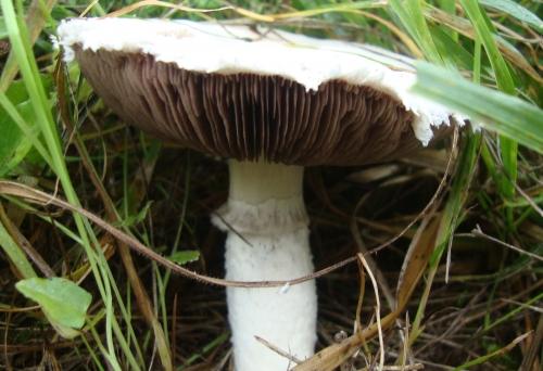Agaric 2026 10 20  (2).JPG