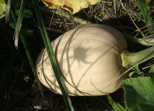 DSC00471.JPG
