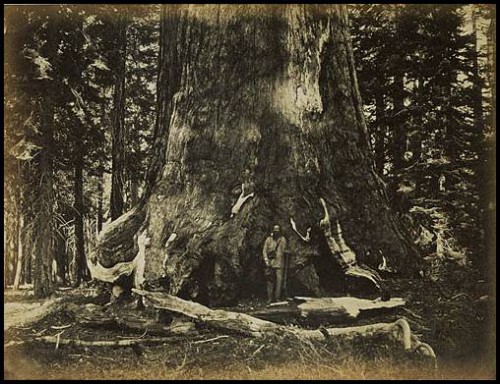 Carleton E Watkins Part of the Trunk of the Grizzley Giant, Mariposa, California – 1861.jpg