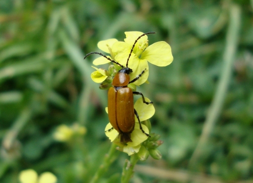 Lupérus portugais Exosoma lusitanicum 2026 06 3.JPG