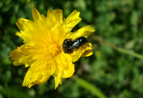 Cryptocephalus violaceus 2026 05 9.JPG