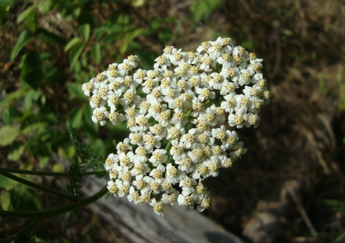 DSC06878.JPG