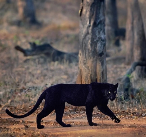 Mithun H Saaya194bc.jpg