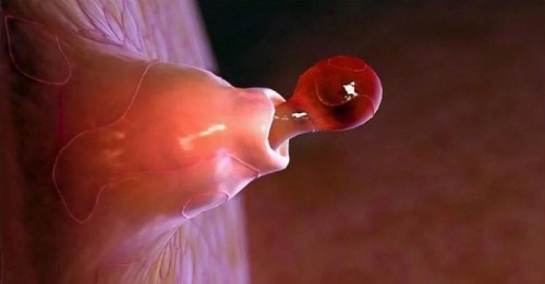 Science Picture Company Ovulation.jpg