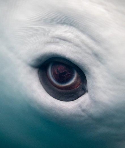 Eric Kilby oeil de baleine beluga.jpg