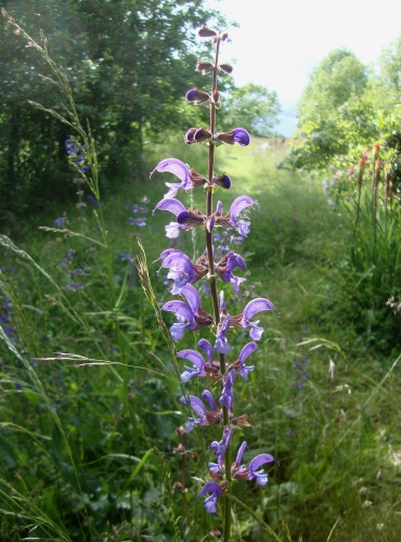 Sauge des prés Salvia pratensis 2026 05 17.JPG